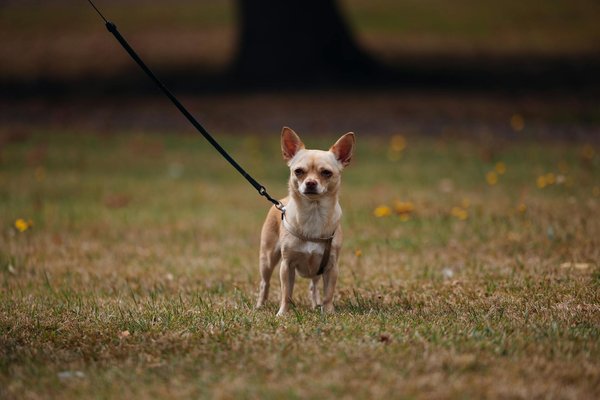¿Cuáles son los mejores métodos para prevenir pulgas y garrapatas en perros?