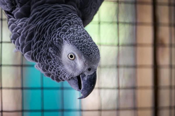 ¿Qué cuidados especiales requieren los perros con sobrepeso?